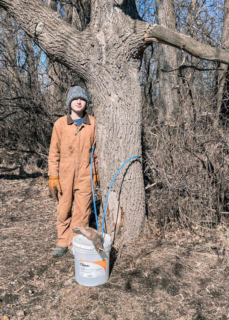 Making Maple (Actually Box Elder) Syrup The Hawley Focus